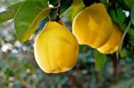 کاهش وزن از طریق میوه ضد سرطان