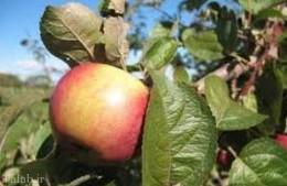 سیب نقش مهمی در سلامت بدن دارد