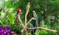 اولین باغ پرندگان ایران