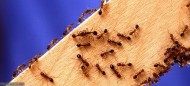 با این روش مورچه هارا از خانه خود دور کنید
