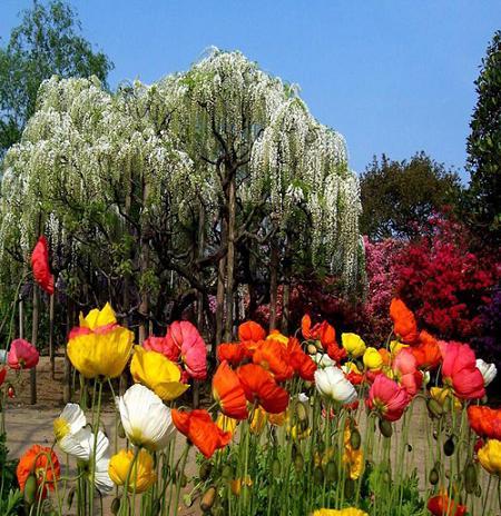 باغ گلها کرمانشاه | دنیای گل