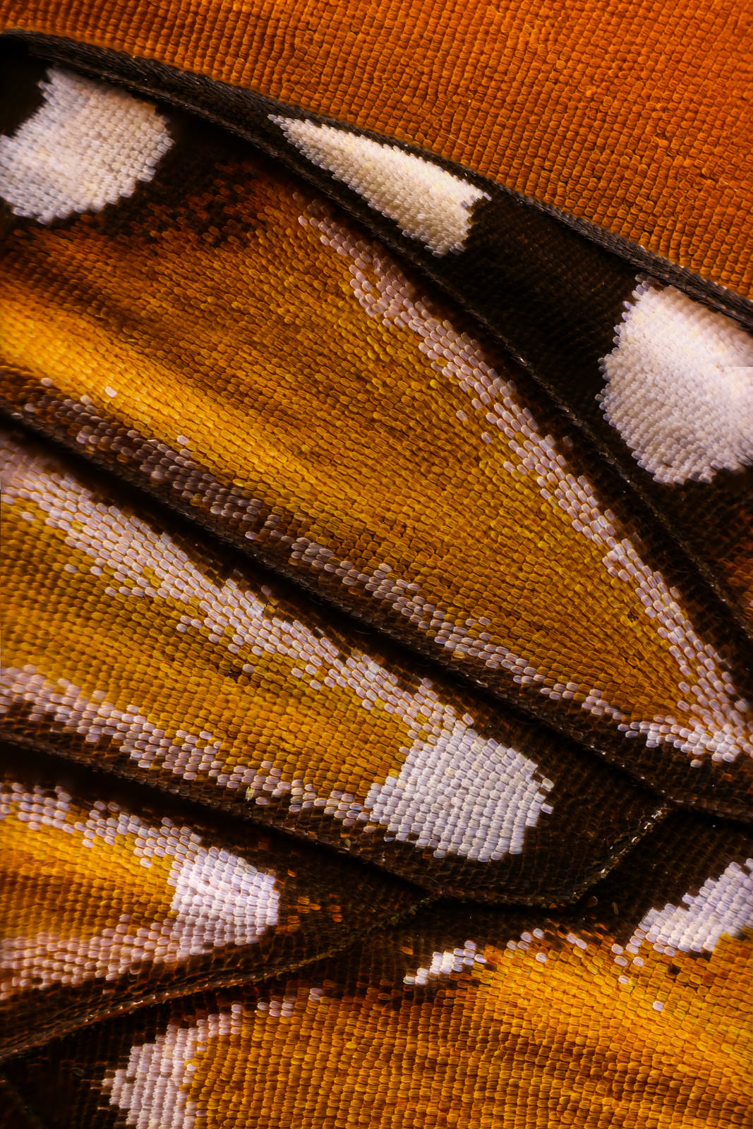 تصاویر ماکرو از بال پروانه
