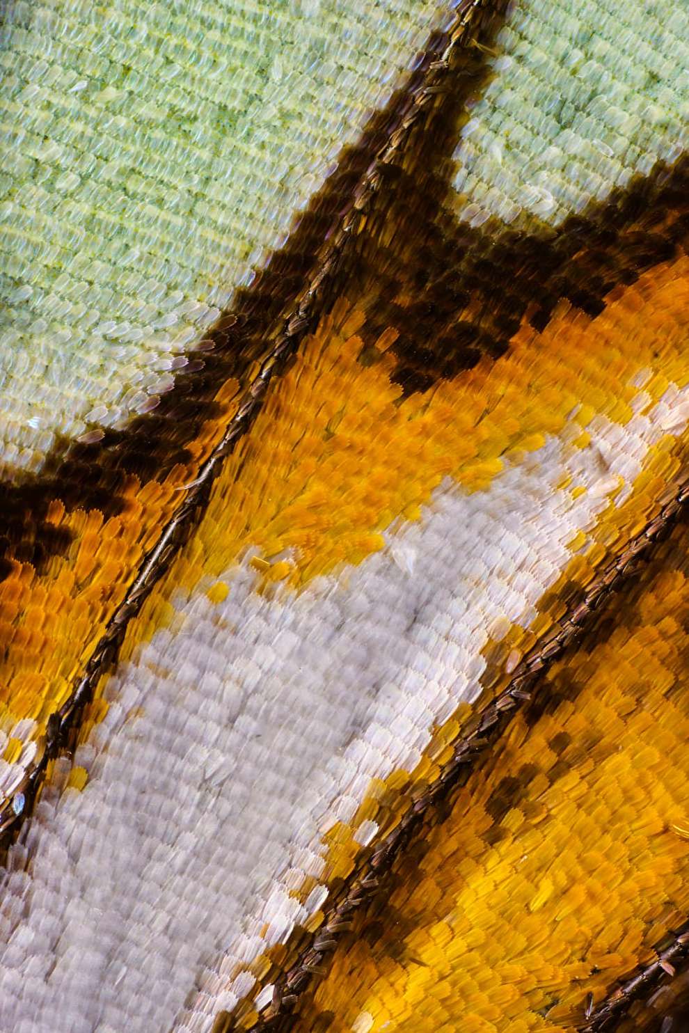 تصاویر دیدنی از بال پروانه به سبک عکاسی ماکرو