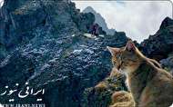 گربه خانگی که کوه نوردی میکند
