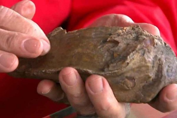 کشف جالب یک دندان ماموت 13 هزار ساله!