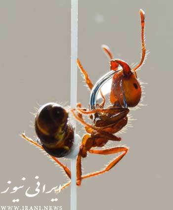 مورچه چه خاصیتی دارد؟