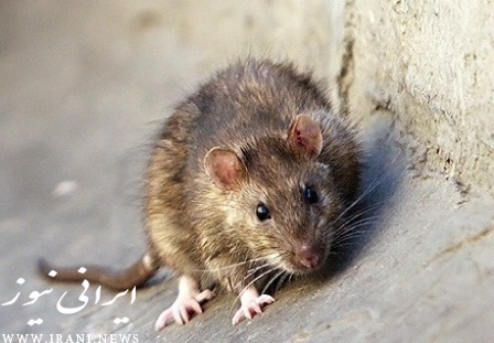 درمان بیماری ها با موش