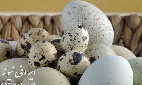 مزایایی که تخم پرندگان برای انسان دارد