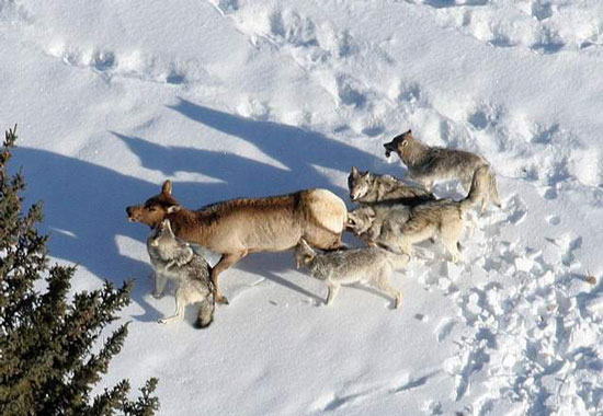 دنیای حیرت‌انگیز گرگ‌ها، این شکارچیان دوست داشتنی!