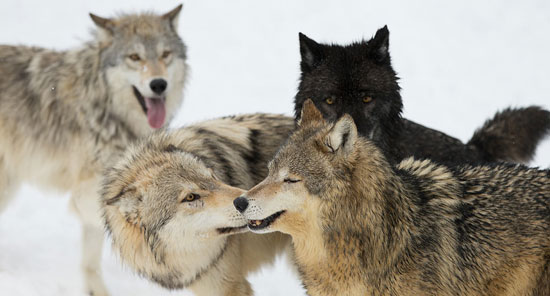دنیای حیرت‌انگیز گرگ‌ها، این شکارچیان دوست داشتنی!