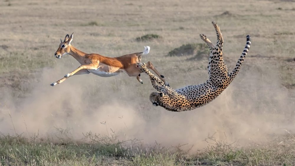 شکار ناموفق یوزپلنگ در کنیا+تصاویر