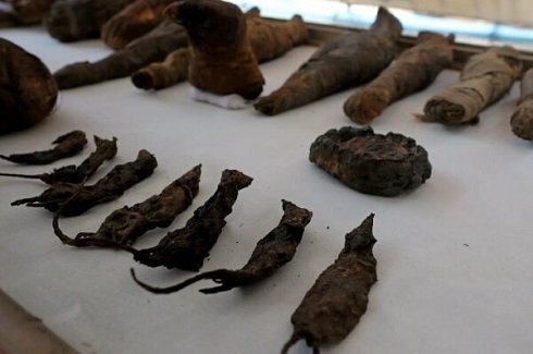 حیوانات مومیایی شده در مقبره تاریخی مصر