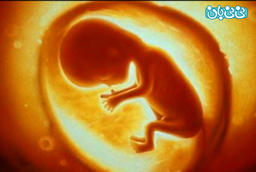 مراحل رشد جنین در رحم مادر