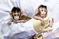میمون هایی که به دست دانشمندان شبیه سازی شدند
