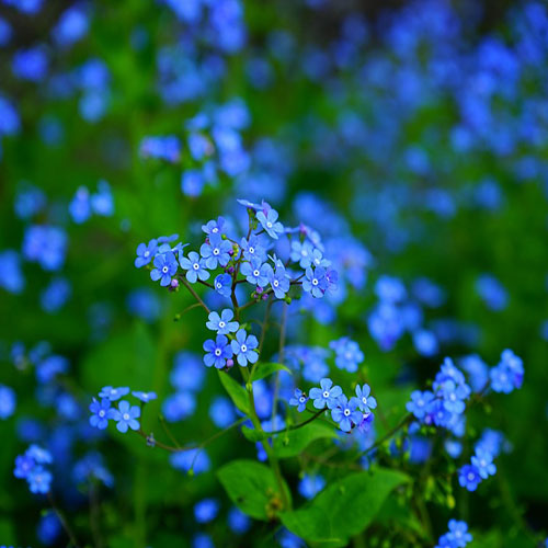 عکس گل آبی برای پروفایل