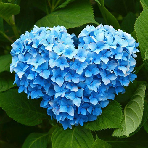 عکس گل عاشقانه برای پروفایل