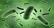 آموزش سلولهای بدن توسط باکتری ها