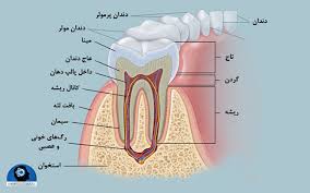 نکات بسیار مهم در رابطه با بهداشت دهان و دندان