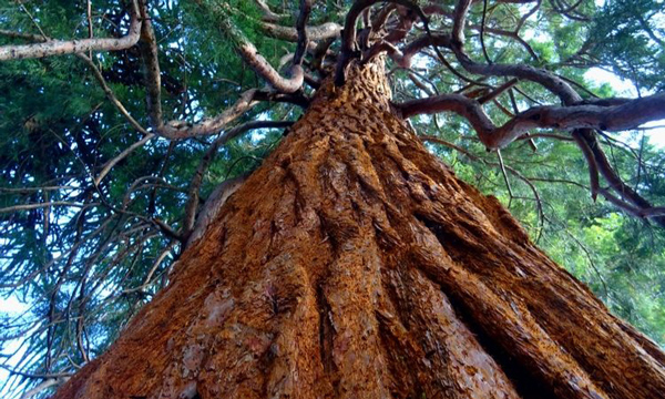 پیرترین درخت های جهان را کجا می‌توان دید؟