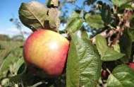 نقش سیب در سلامتی انسان